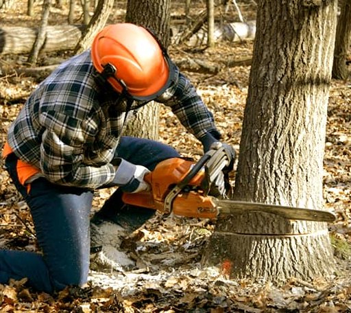 Tree Removal in Minster, OH